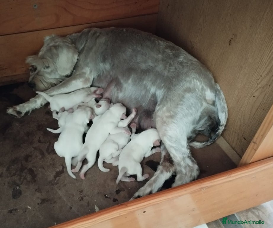 Schnauzer Miniatura perros Schnauzer mini blanco  - Anuncio 1