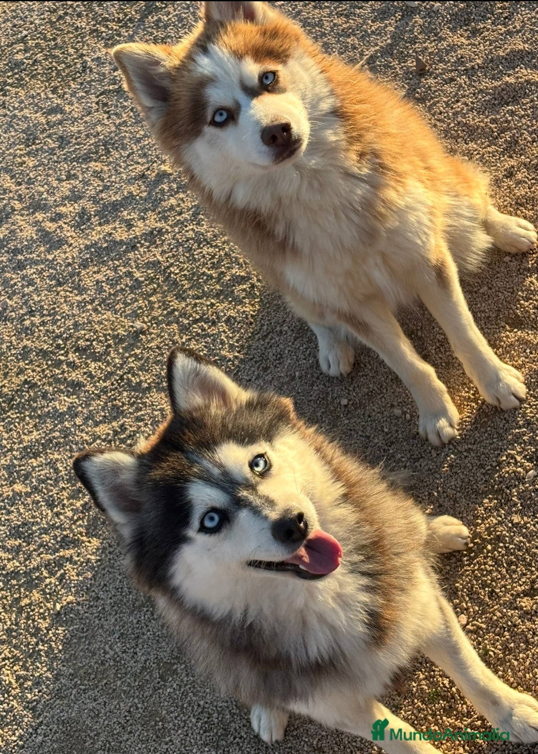 Pomsky perros en venta: 2 hembras pomsky o mini husky - Anuncio 3