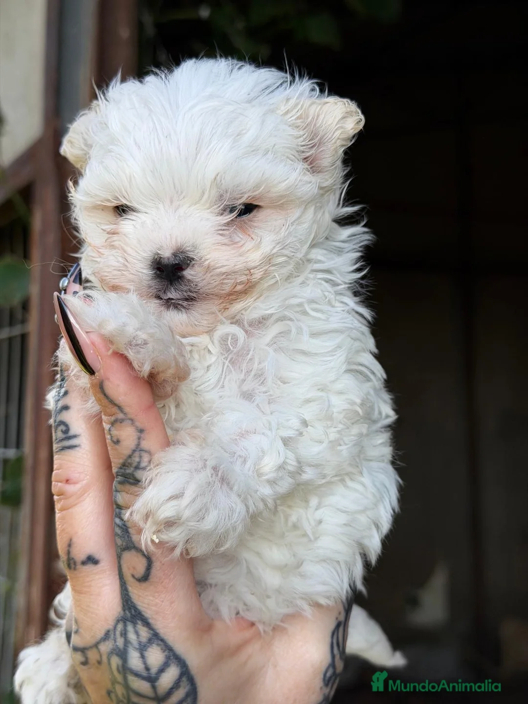 Bichón Maltés perros en venta: MALTES COREANO DIMINUTO - Anuncio 5
