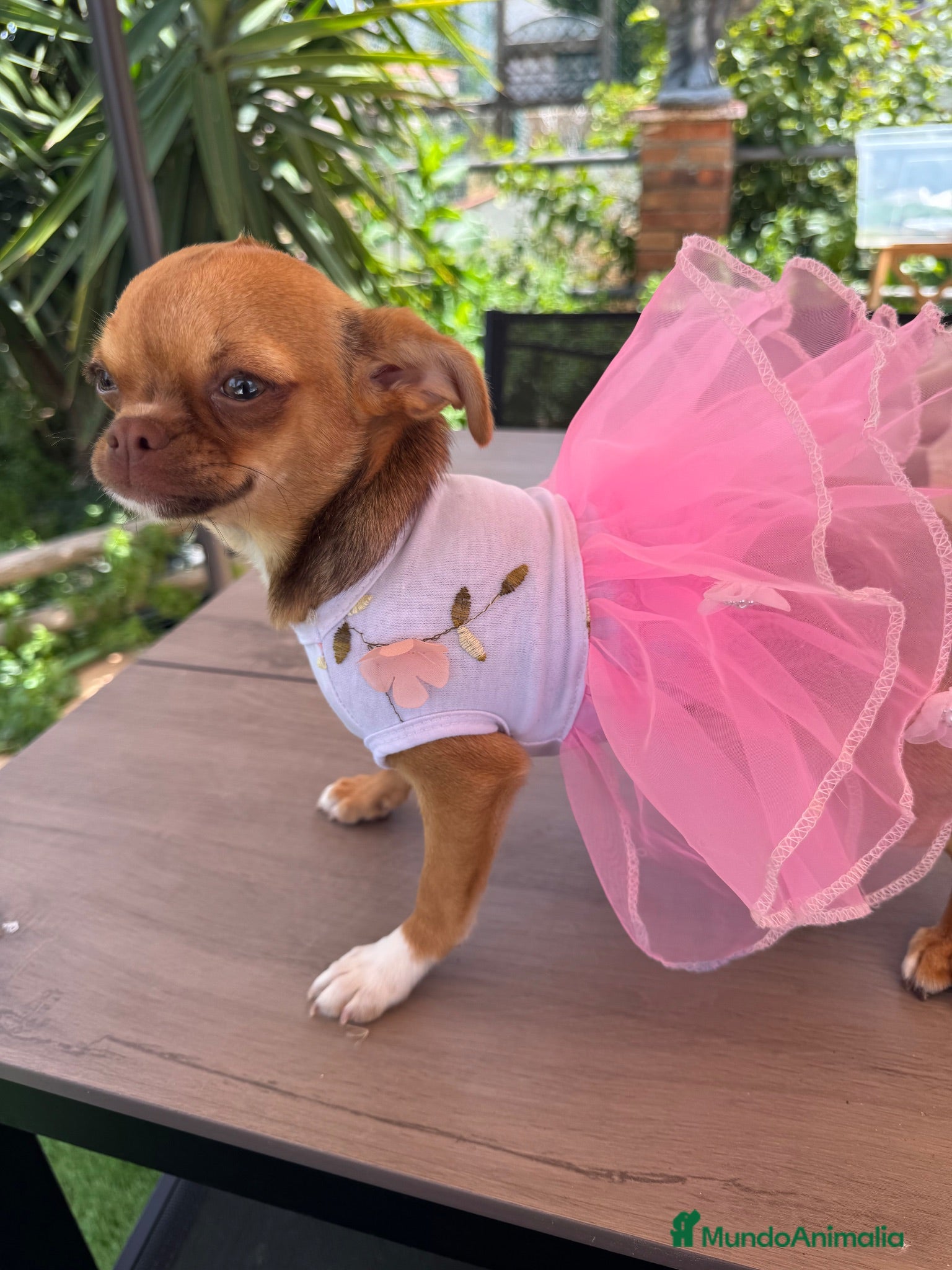 Chihuahua perros Hembra toy  - Anuncio 1