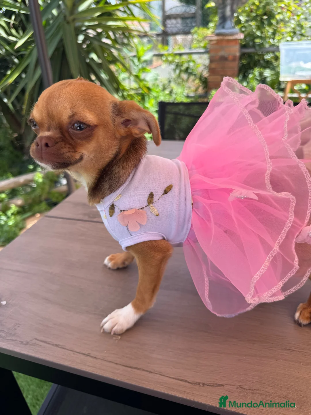 Chihuahua perros en venta: Hembra toy  - Anuncio 1