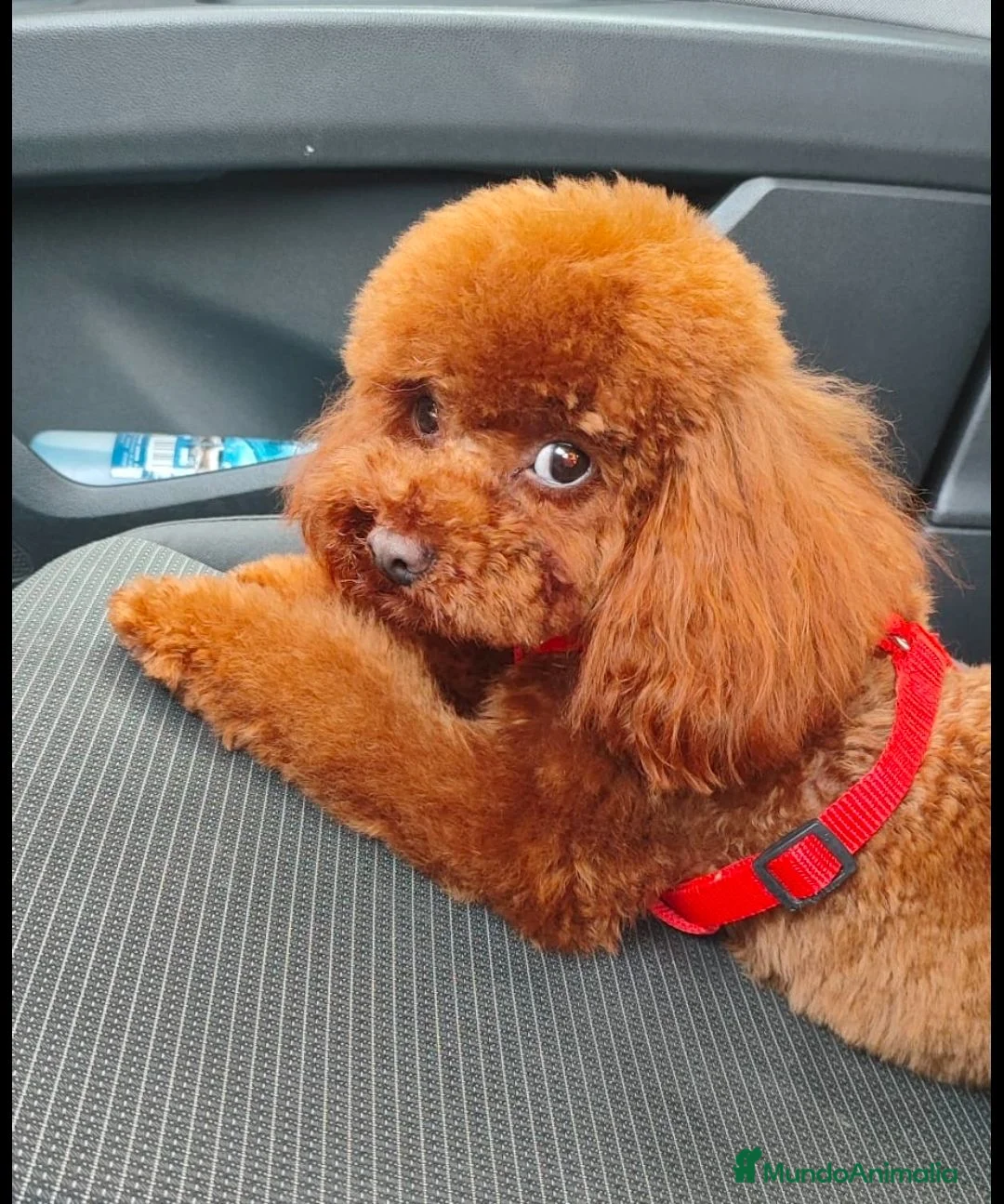 Caniche Toy perros en venta: Caniches toy - Anuncio 2