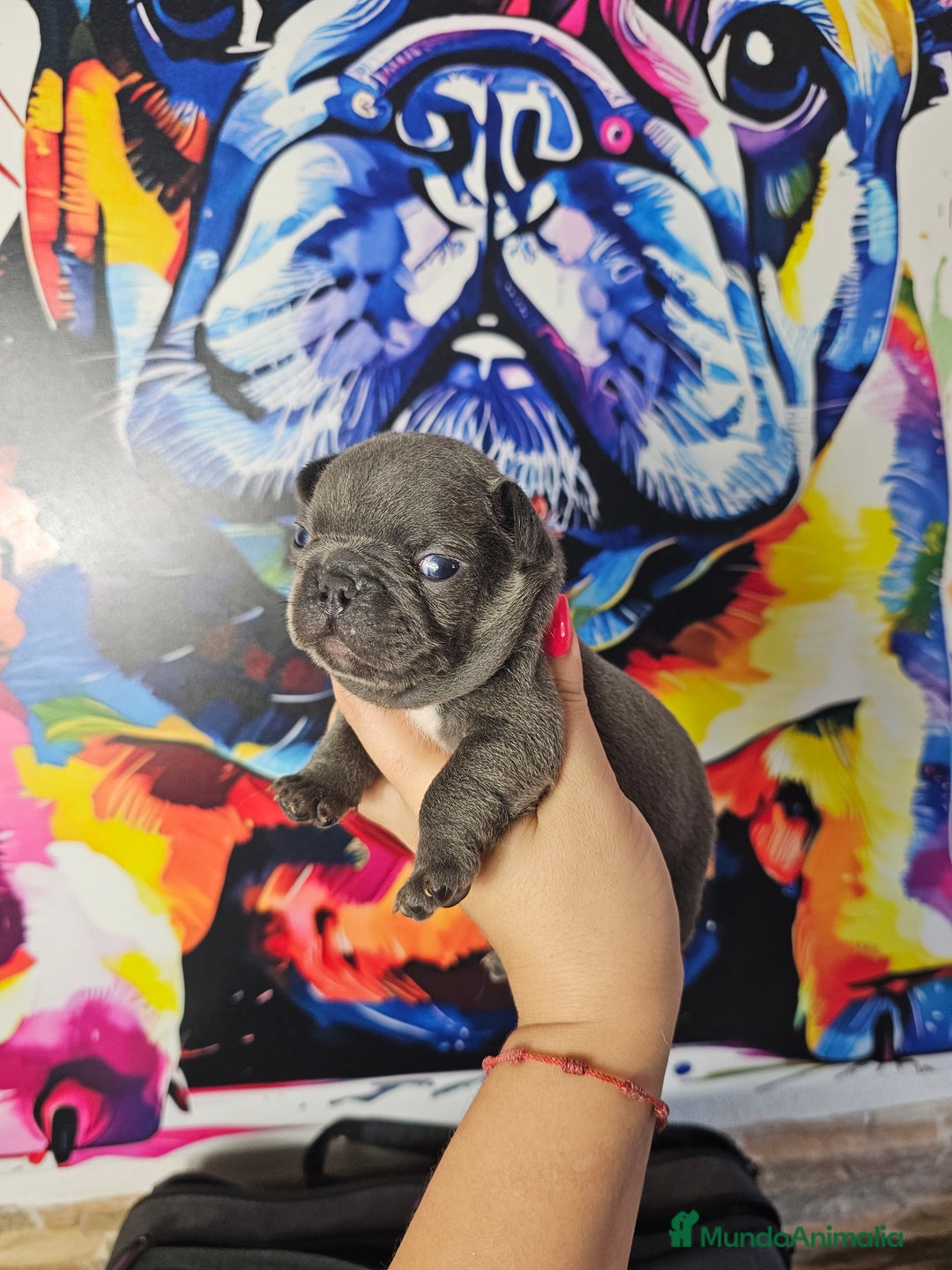 Bulldog Francés perros en venta: Bulldog francés blue y lilac - Imagen 2