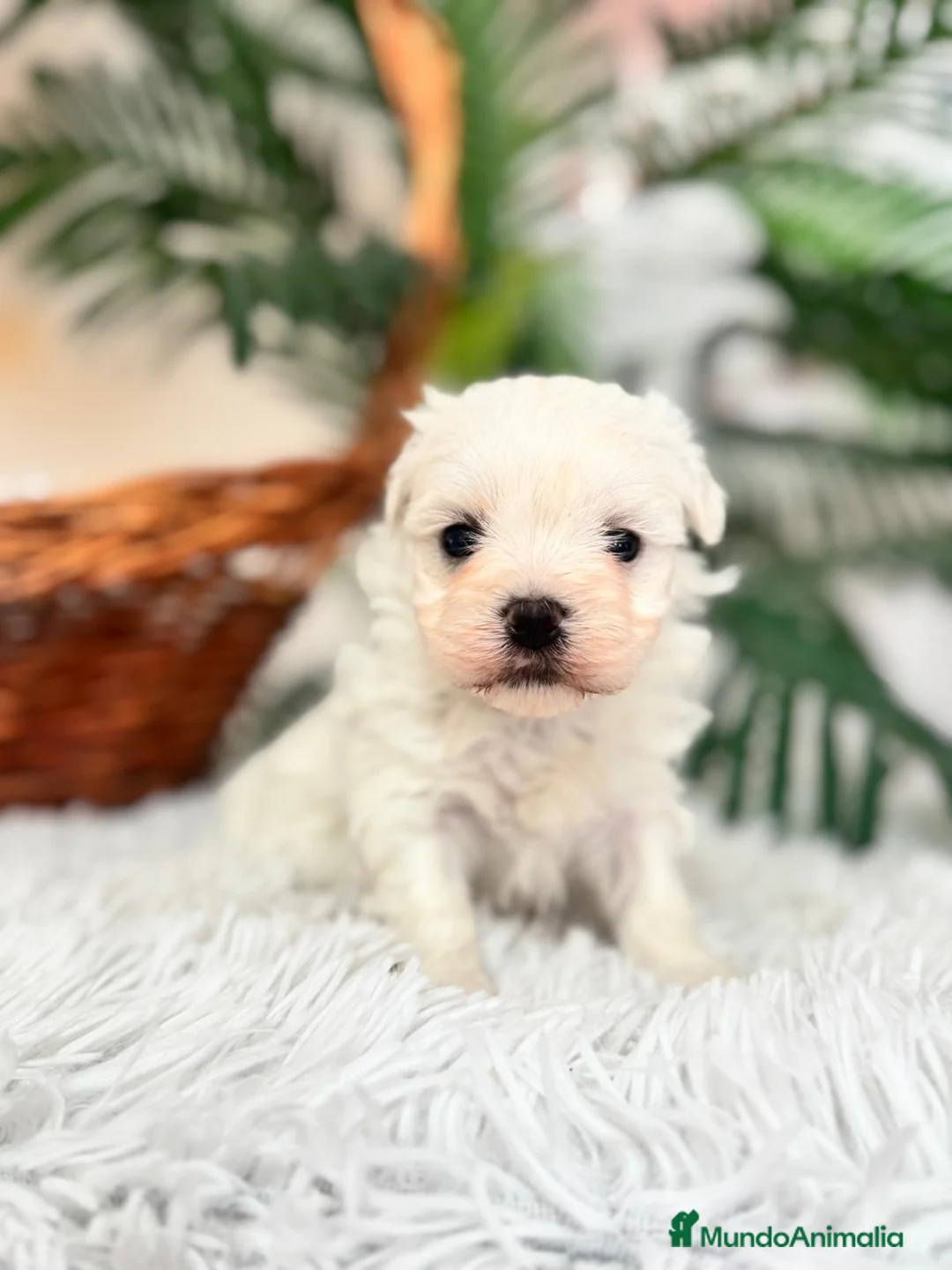 Bichón Maltés perros en venta: BICHON MALTES - Anuncio 7