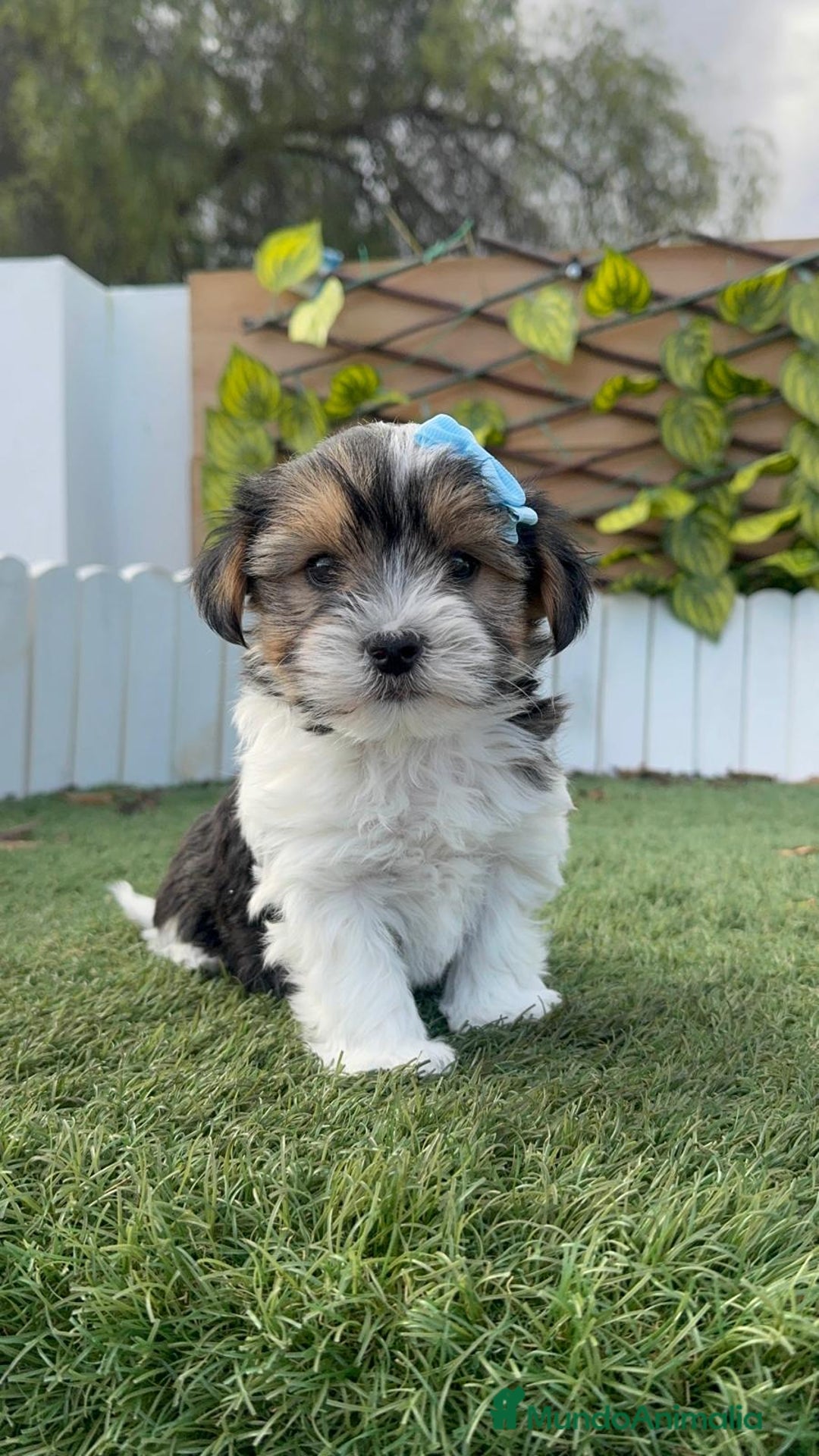 Yorkshire Terrier perros en venta: YORKSHIRE BIEWER - Anuncio 10