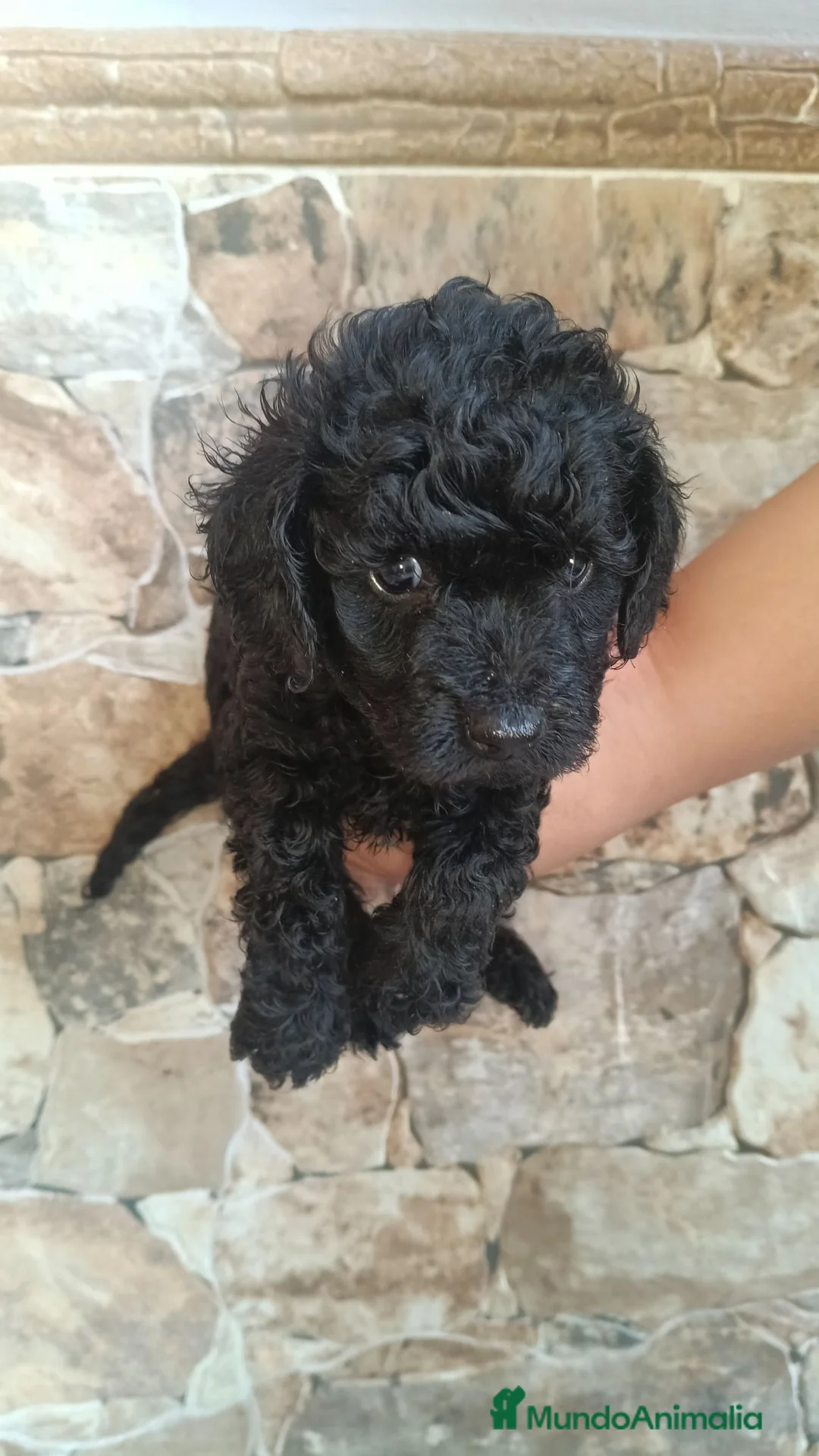 Caniche Toy perros en venta: Caniche Toy macho negro y apricot  - Anuncio 4