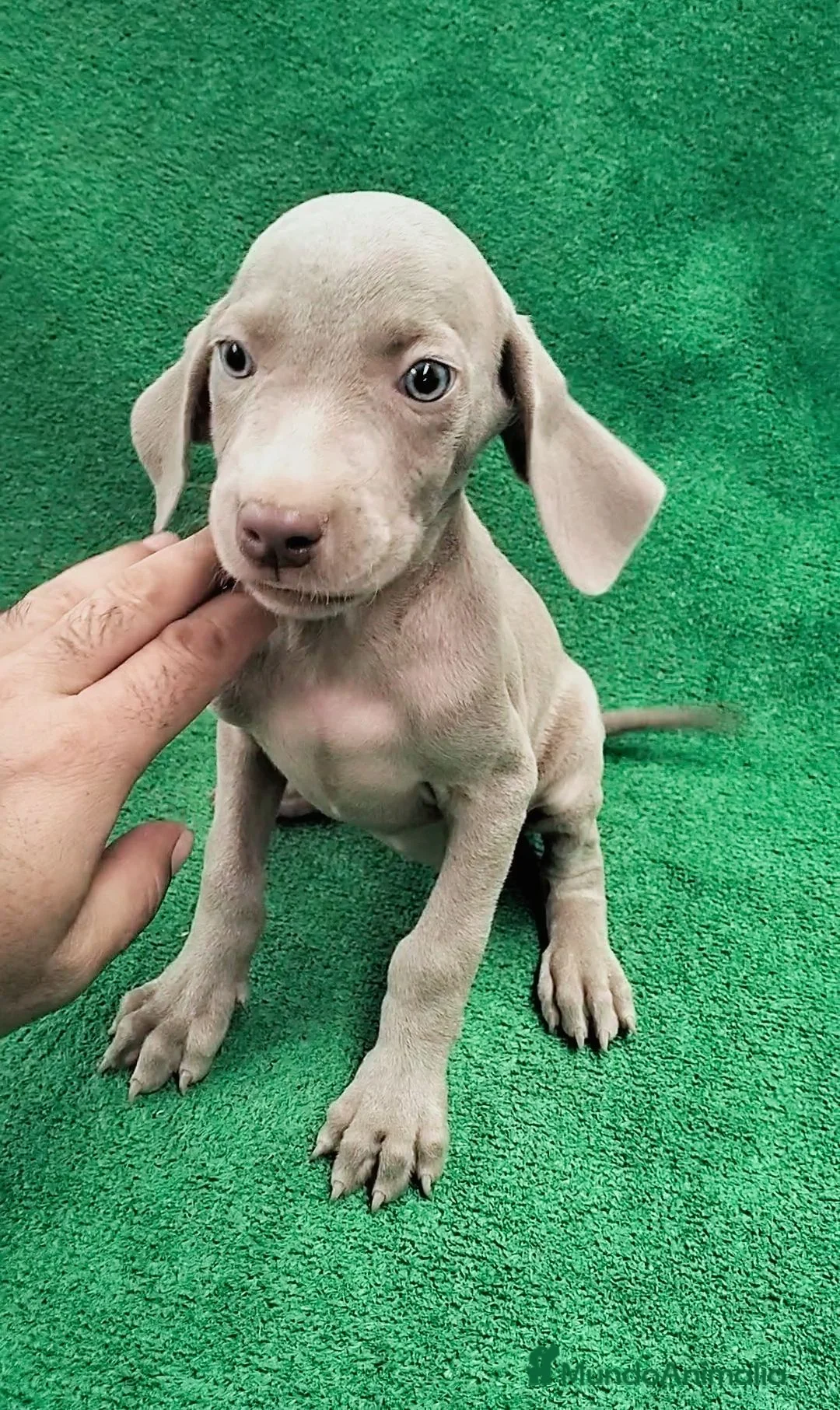 Weimaraner perros en venta: Bracos de Weimar  - Anuncio 3