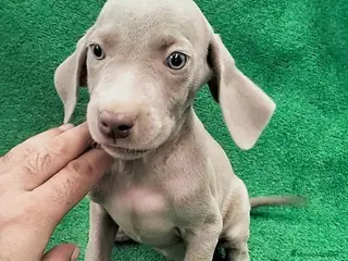Weimaraner perros Bracos de Weimar - Anuncio 1