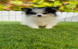 Pomerania perros en venta: POMERANIA HEMBRA ENVIOS A TODA ESPAÑA - Imagen 7
