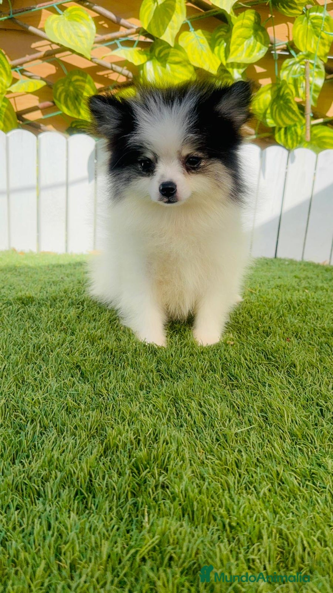 Pomerania perros en venta: POMERANIA HEMBRA ENVIOS A TODA ESPAÑA - Imagen 7