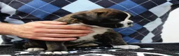 Boxer perros en venta: Cachorros boxer de alta selección  - Anuncio 18