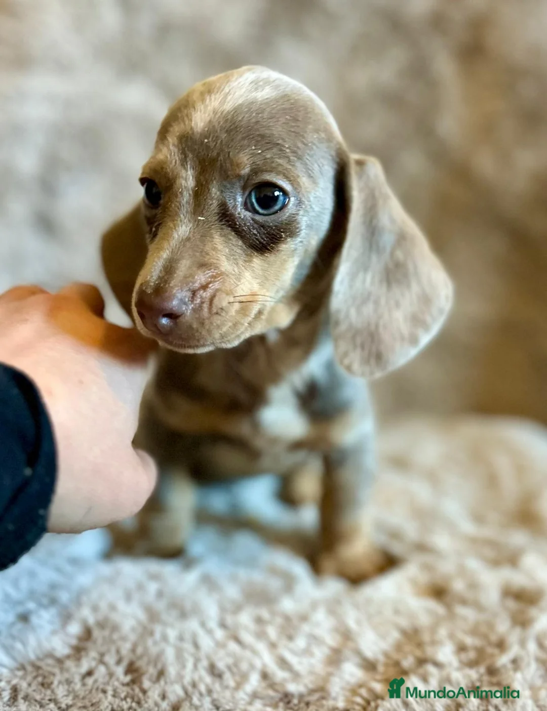 Teckel Miniatura perros en venta: TECKEL ISABELLA MERLE OJOS AZULES - Anuncio 2