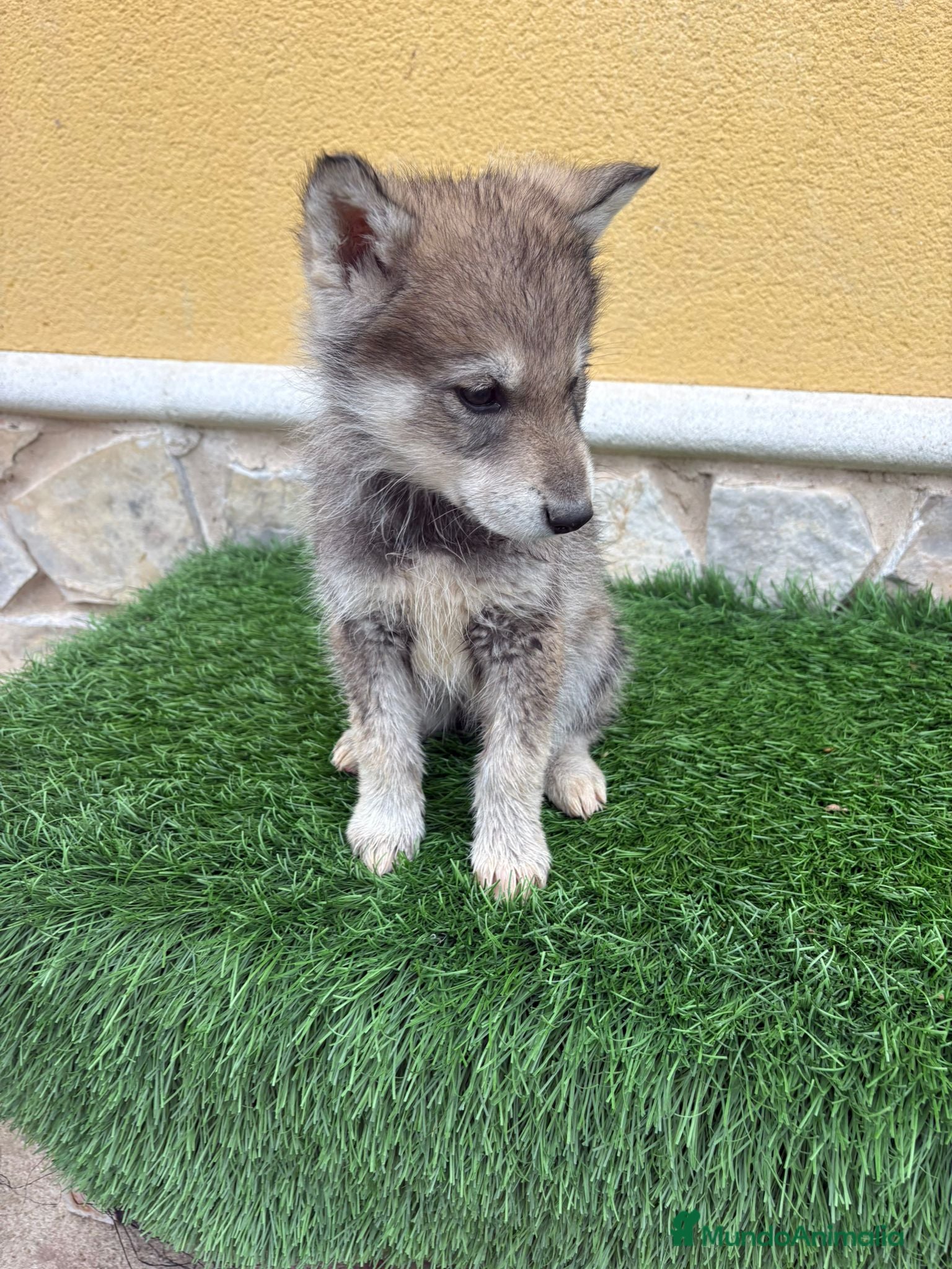 Perro Lobo de Saarloos perros Perro lobo ibérico macho gris  - Anuncio 2