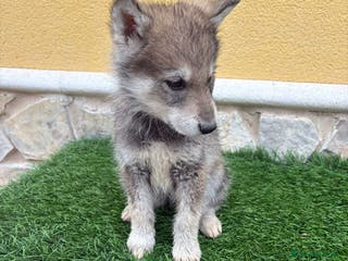 Perro Lobo de Saarloos perros Perro lobo ibérico macho gris - Anuncio 2