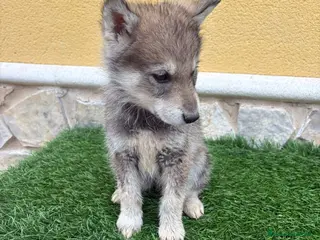 Perro Lobo de Saarloos perros Perro lobo macho gris - Anuncio 3