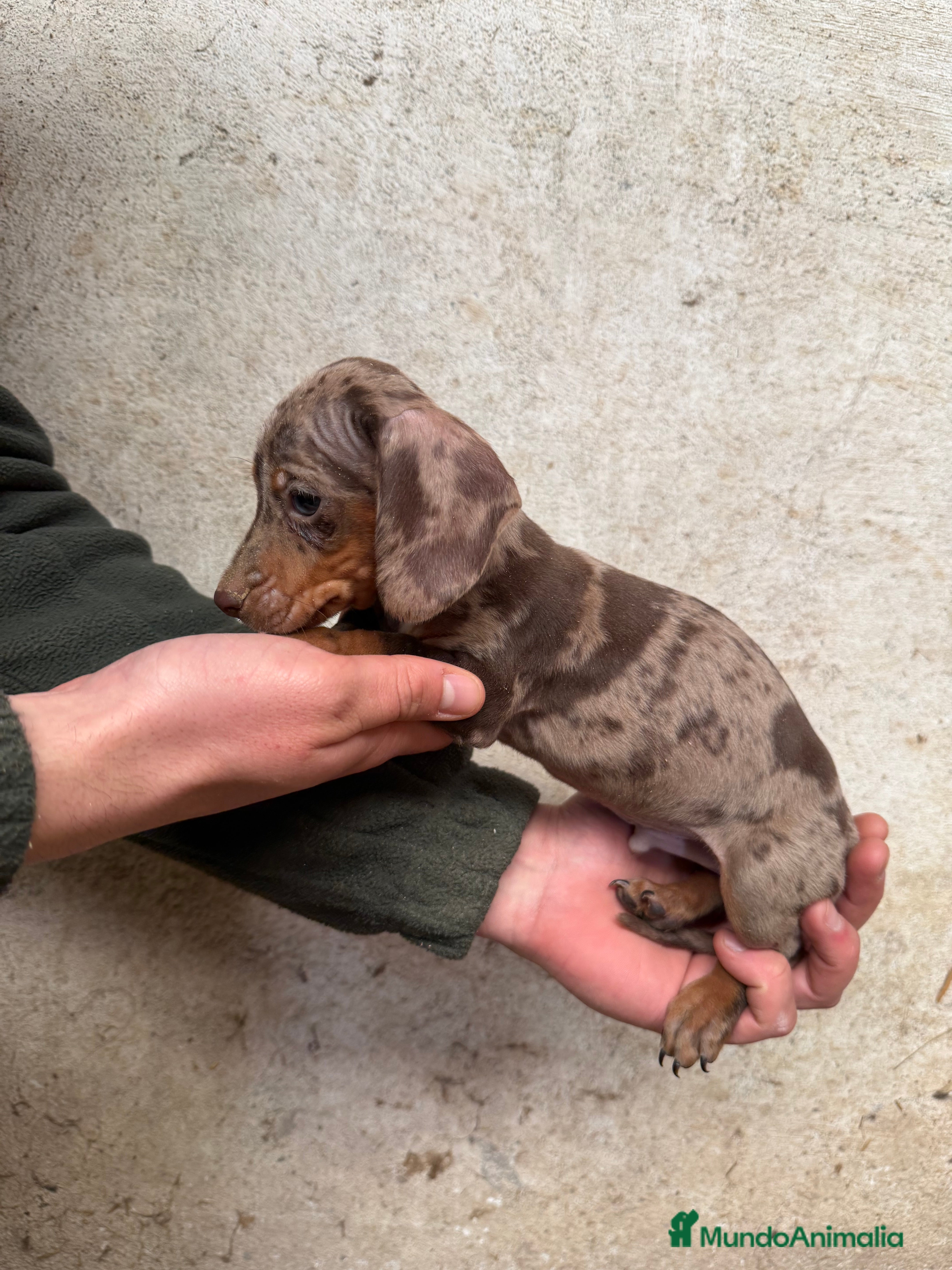 Teckel Miniatura perros TECKEL ARLEQUÍN CHOCOLATE en Salamanca - Anuncio 2