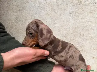 Teckel Miniatura perros TECKEL ARLEQUÍN CHOCOLATE en Salamanca - Anuncio 2