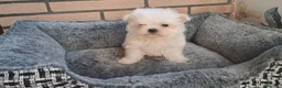 Bichón Maltés perros en venta: Cachorrito Bichon Maltes Toy  - Anuncio 4