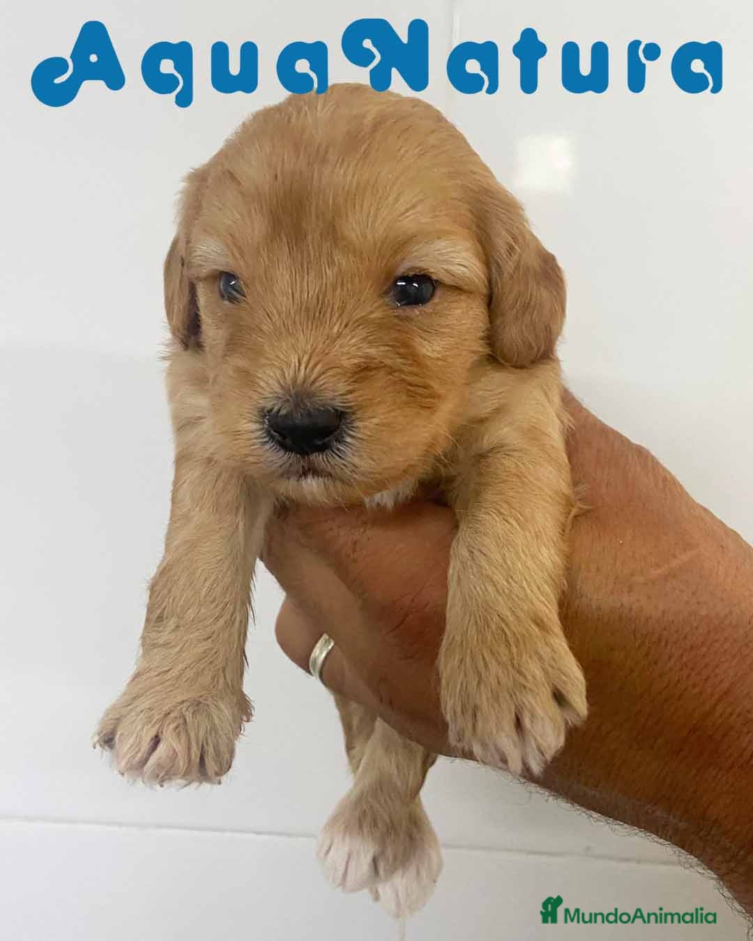 Bichón Habanero perros Havapoo Macho de Ada y Can AQUANATURA - Anuncio 2