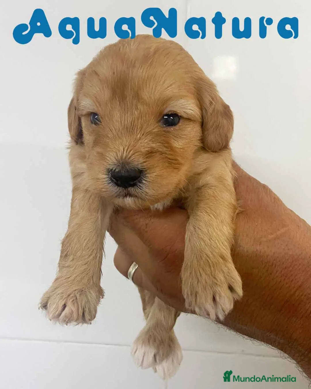 Bichón Habanero perros en venta: Havapoo Macho de Ada y Can AQUANATURA - Anuncio 2