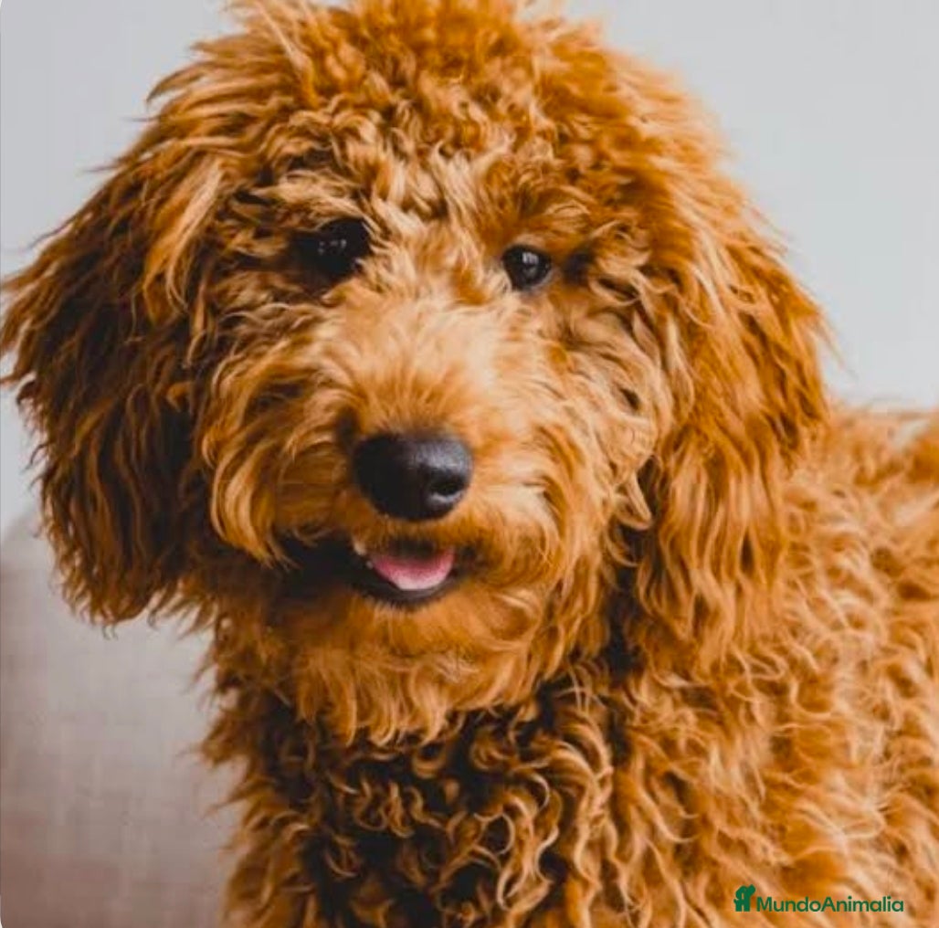 Goldendoodle perros Goldendoodle - Anuncio 1