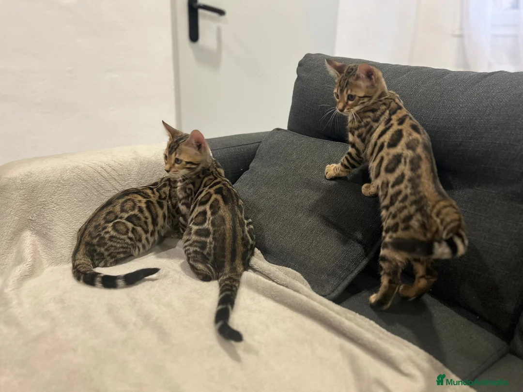 Bengalí gatos en venta: Bengalíes  en Cáceres - Anuncio 9