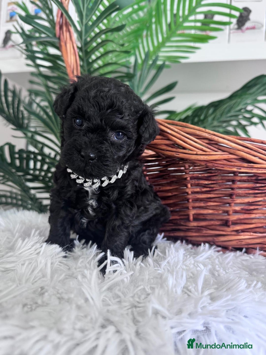 Caniche Toy perros en venta: CANICHE TOY MACHO - Anuncio 4