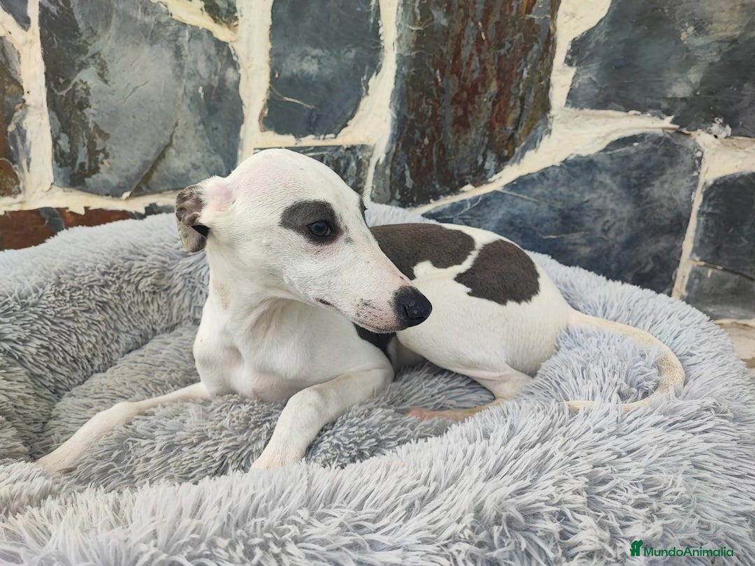 Whippet perros en venta: WHIPPET MACHO - Anuncio 5