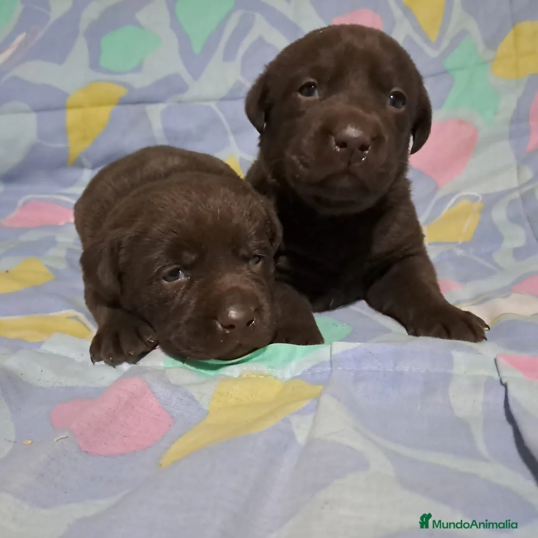 Labrador Retriever perros en venta: Labrador retriever línea inglesa chocolate  - Anuncio 1