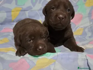 Labrador Retriever perros Labrador retriever línea inglesa chocolate - Anuncio 2