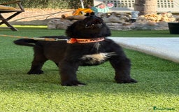 Pastor de Asia Central perros en venta: Cachorra de kangal x Alabai  - Imagen 2