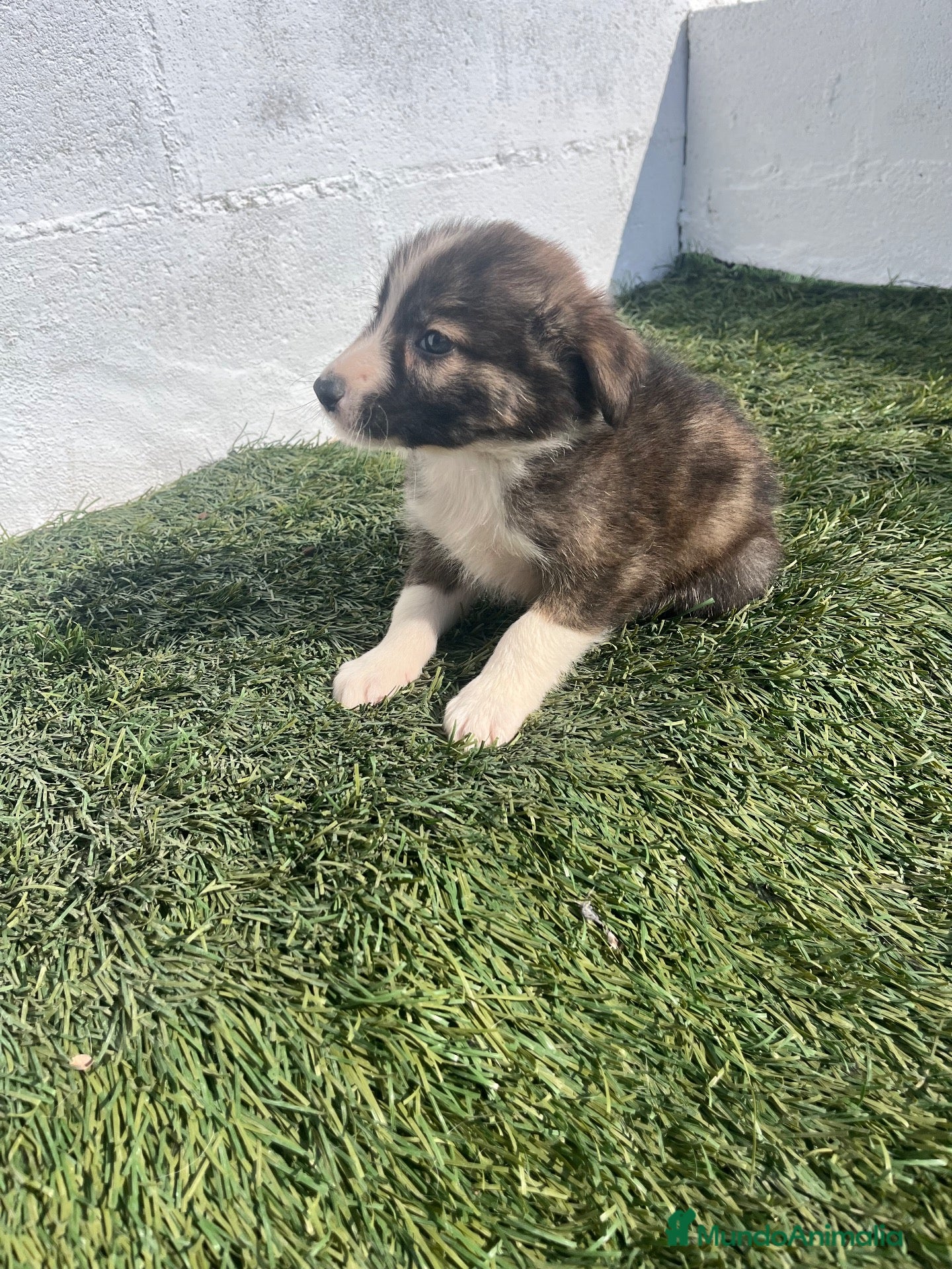 Border Collie perros en venta: Cachorro de Border collie - Anuncio 1