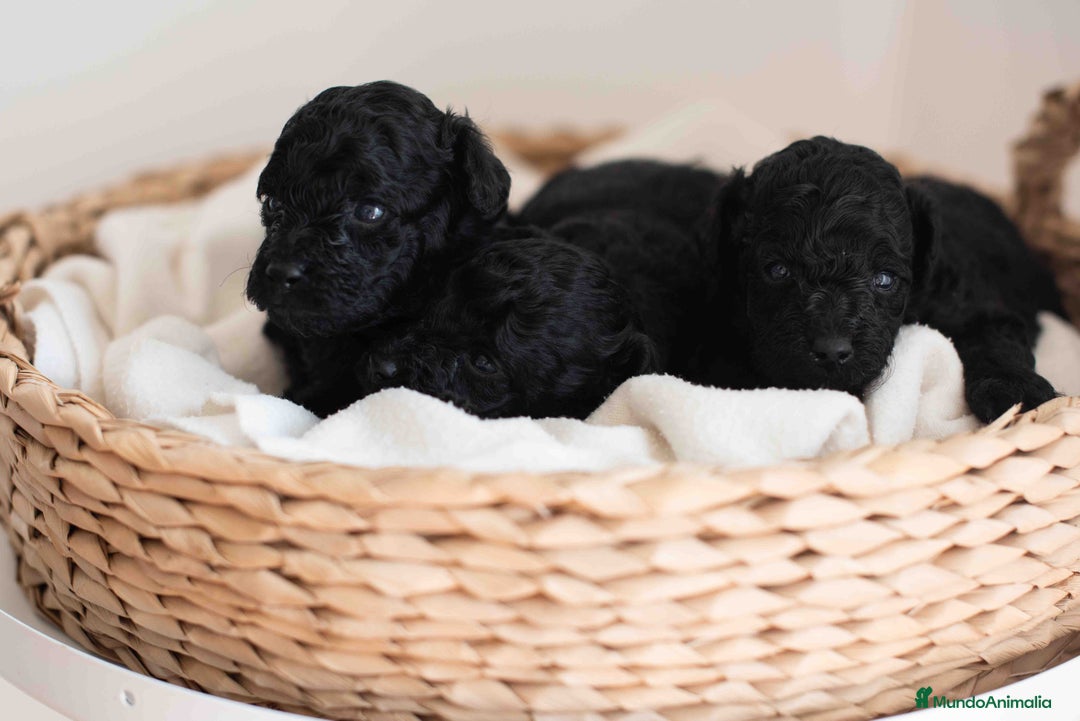 Caniche Toy perros en venta: Caniches toys negros - Anuncio 6