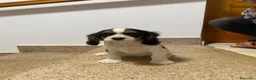 Cavalier King Charles Spaniel perros en venta: Camada Cavalier King Charles  - Anuncio 3