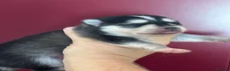 Pomsky perros en venta: Cachorro pomsky - Anuncio 7