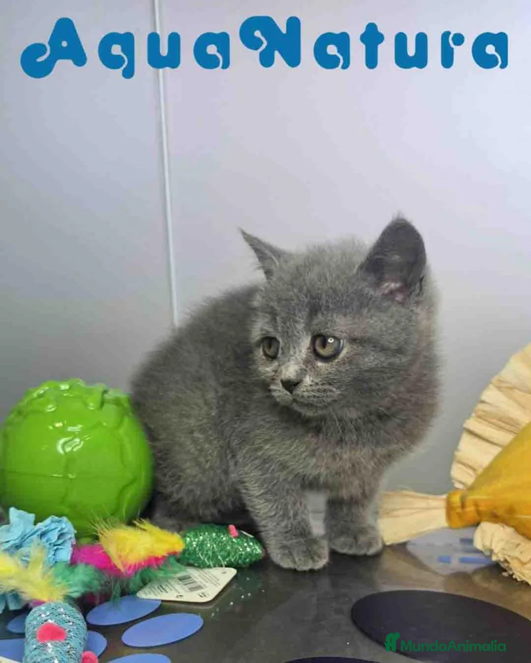Británico de Pelo Corto Azul gatos en venta: British Hembra 6341 AQUANATURA - Anuncio 2