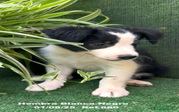 Border Collie perros en venta: Border Collie hembra - Imagen 12