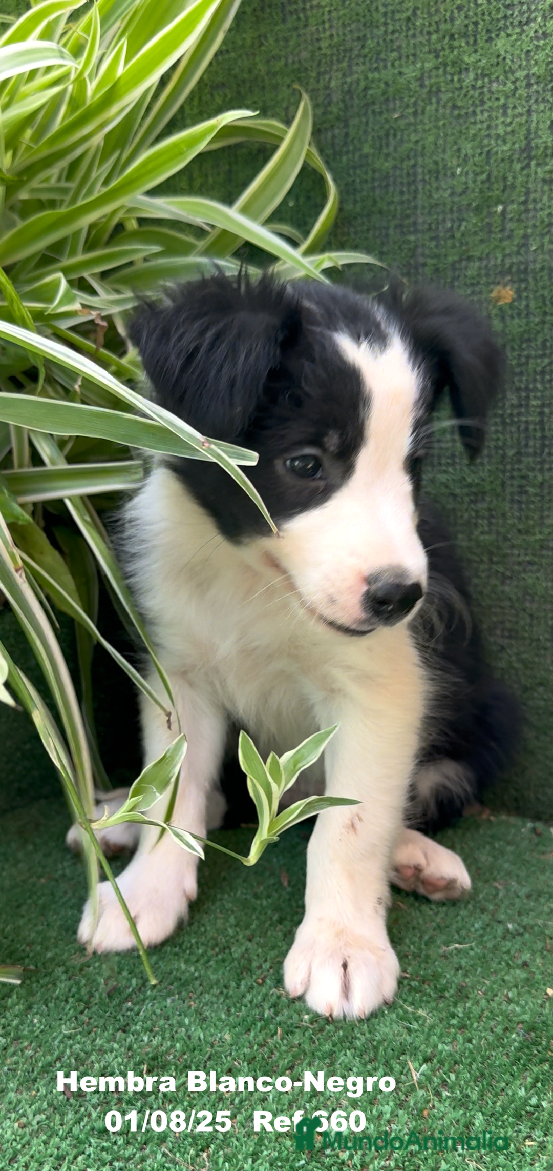 Border Collie perros en venta: Border Collie hembra - Imagen 12