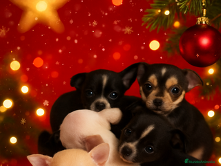 Chihuahua perros Chihuahua toy - Anuncio 1