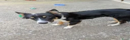 Raza Mixta perros en adopcion: Cesión de cruce de Border Collie - Anuncio 4
