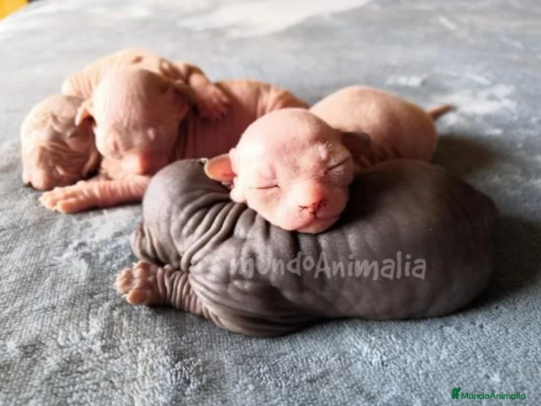 Imagen de galería {{count}}