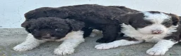 Perro de Agua Español perros en venta: Perros de agua Máxima calidad Espectaculares - Anuncio 23