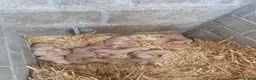 Podenco Andaluz perros en venta: Cachorros podenco andaluz puro - Anuncio 2
