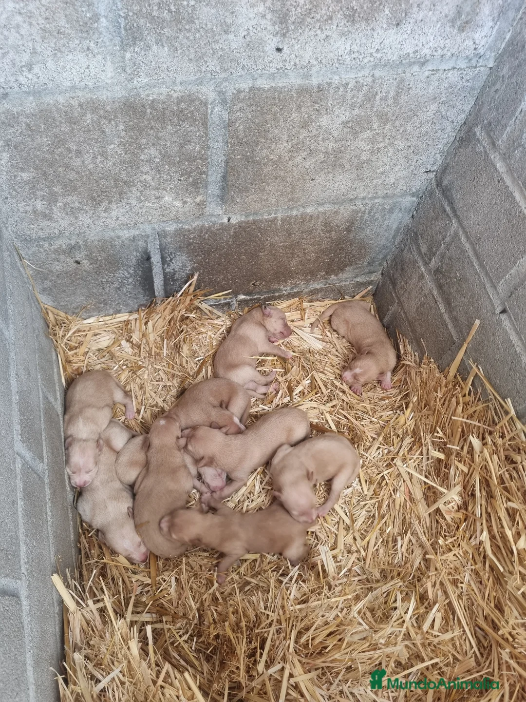 Podenco Andaluz perros en venta: Cachorros podenco andaluz puro - Anuncio 2