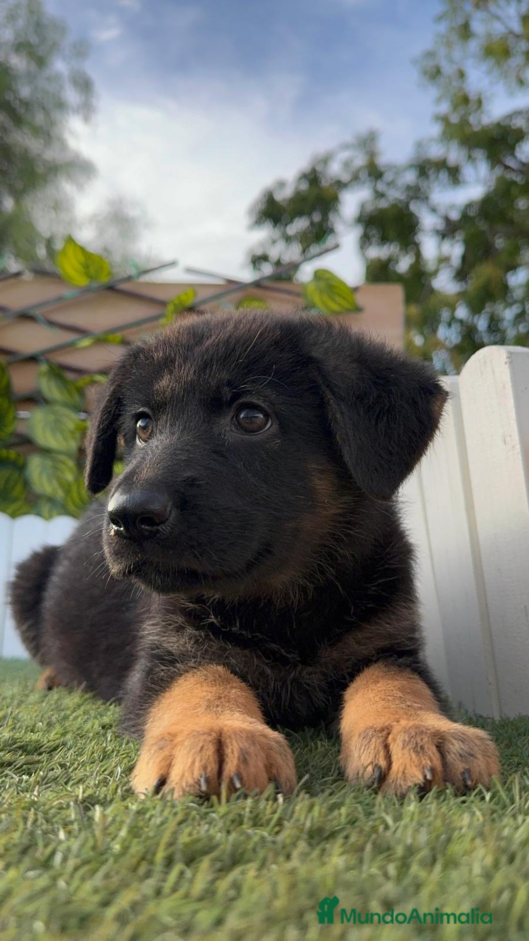 Pastor Alemán perros en venta: PASTOR ALEMAN HEMBRA - Imagen 22