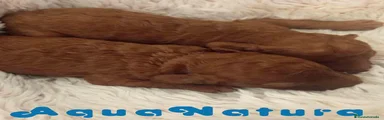 Caniche Enano 1
