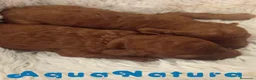 Caniche Enano perros en venta: Camada Caniche de Barbie y Can AQUANATURA - Anuncio 7