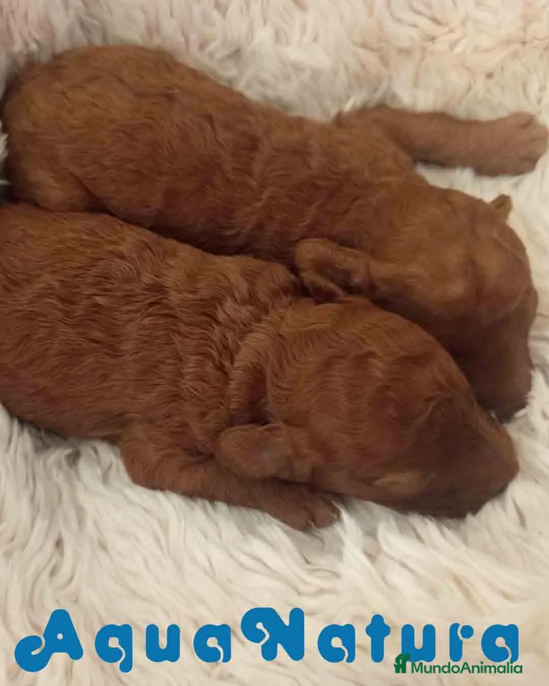 Caniche Enano perros en venta: Camada Caniche de Barbie y Can AQUANATURA - Anuncio 7
