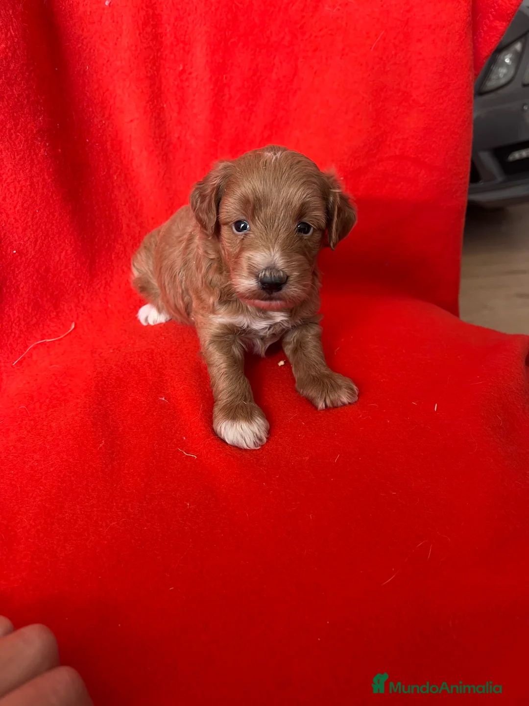 Maltipoo perros en venta: Preciosa hembra 90% caniche  - Anuncio 2