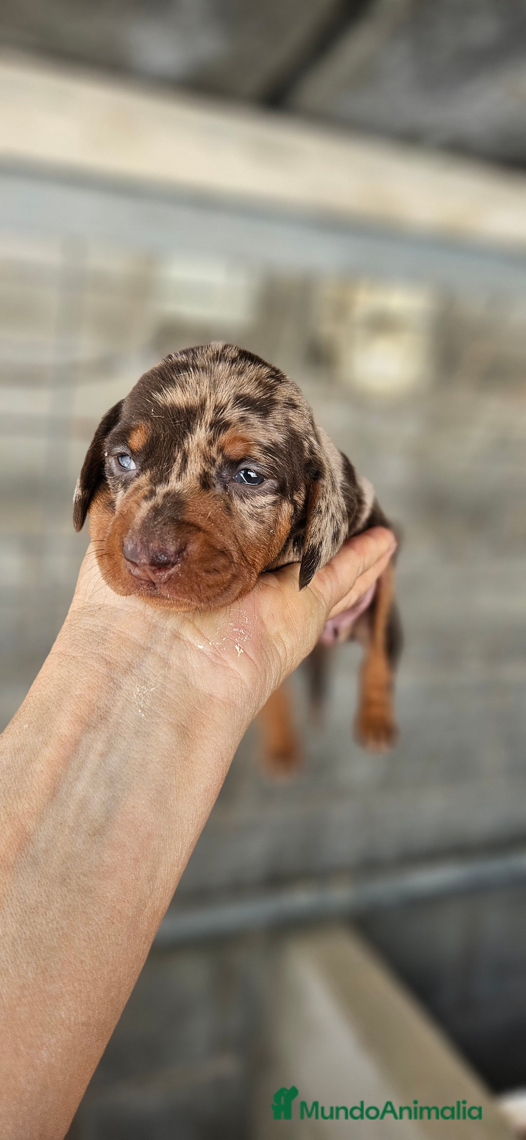 Teckel perros en venta: Teckel miniatura  - Anuncio 3